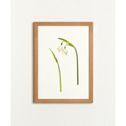 Nr. 02: Dorthealilje