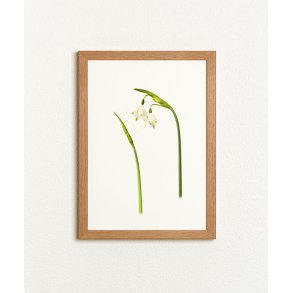 Nr. 02: Dorthealilje