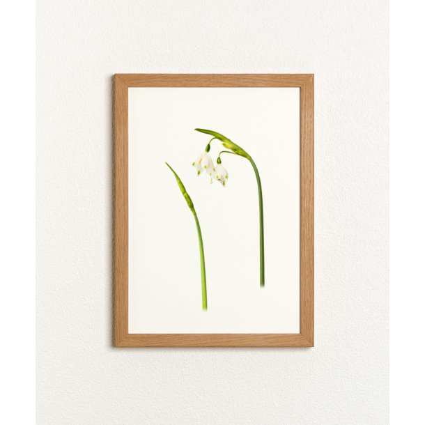 Nr. 02: Dorthealilje