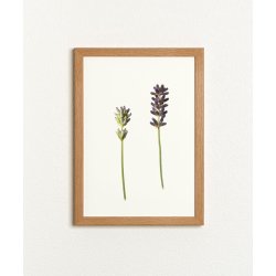 Nr. 04: Lavendel