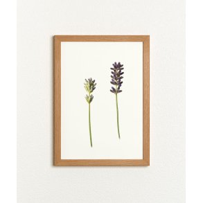 Nr. 04: Lavendel