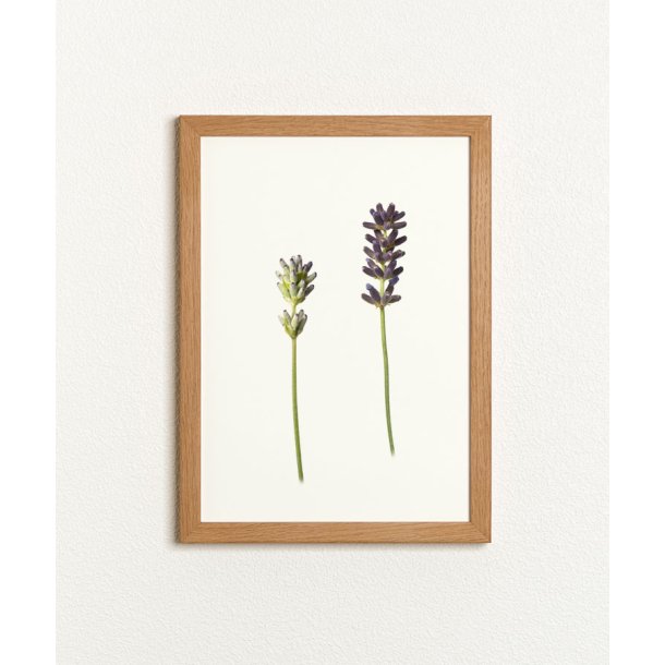 Nr. 04: Lavendel