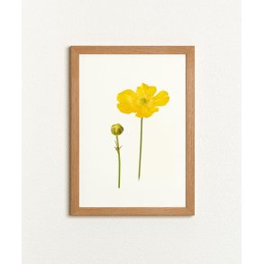 Nr. 05: Sm�rblomst