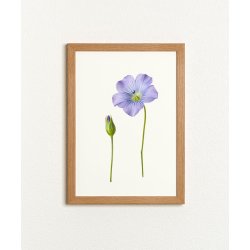 Nr. 07: Bl� h�rblomst