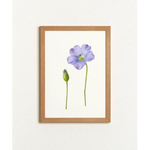Nr. 07: Bl� h�rblomst
