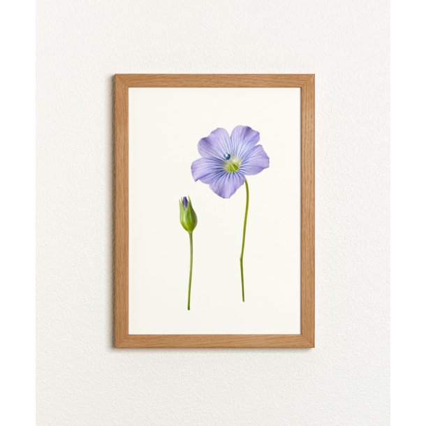 Nr. 07: Bl� h�rblomst