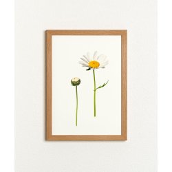 Nr. 08: Marguerit