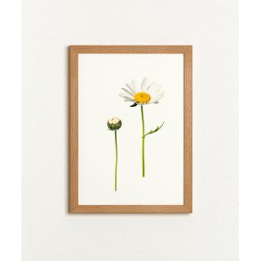 Nr. 08: Marguerit