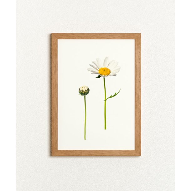 Nr. 08: Marguerit