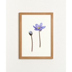 Nr. 10: Bl� anemone