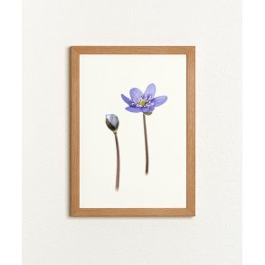 Nr. 10: Bl� anemone