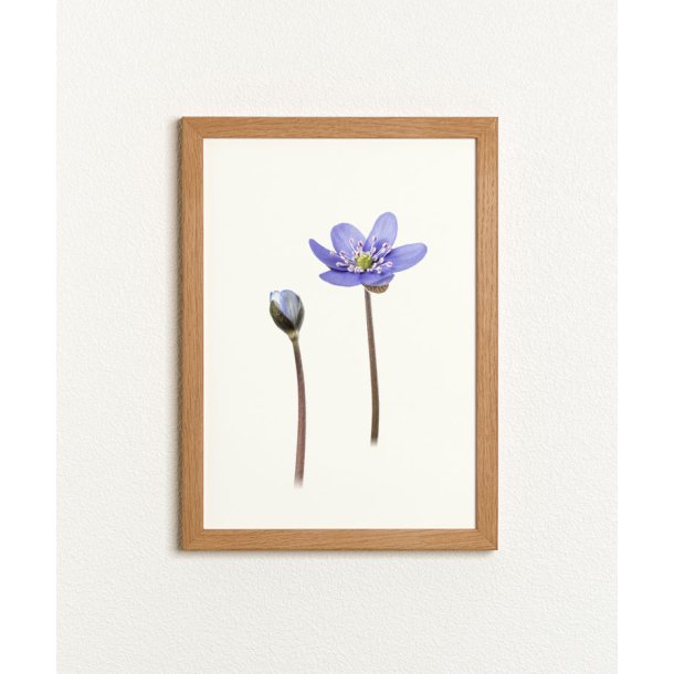 Nr. 10: Bl� anemone