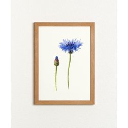 Nr. 15: Kornblomst