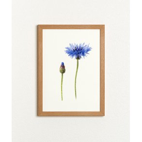 Nr. 15: Kornblomst