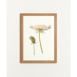 Nr.16: Vild gulerod
