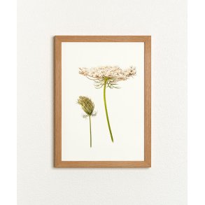 Nr.16: Vild gulerod