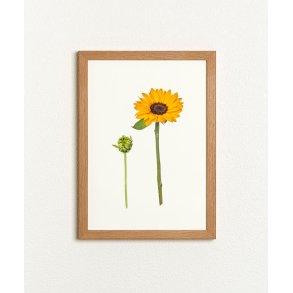 Nr. 22: Solsikke