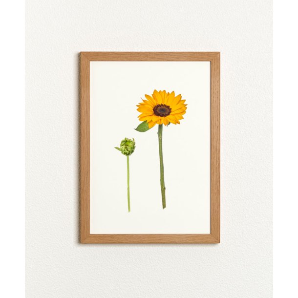 Nr. 22: Solsikke