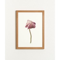 Nr. 28: H�stanemone, knop