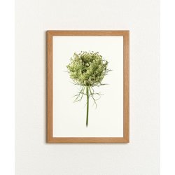 Nr. 29: Vild gulerod, knop