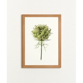 Nr. 29: Vild gulerod, knop