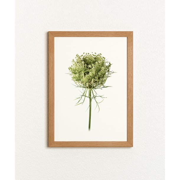 Nr. 29: Vild gulerod, knop