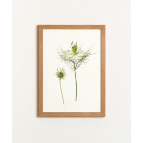 Nr. 32: Hvid Nigella