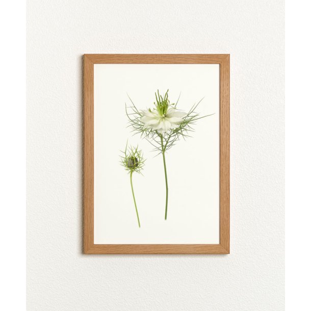Nr. 32: Hvid Nigella