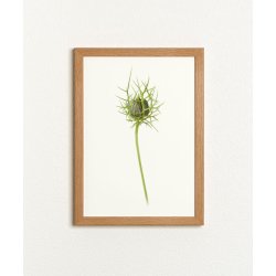 Nr. 32A: Hvid Nigella, knop