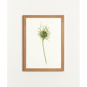 Nr. 32A: Hvid Nigella, knop