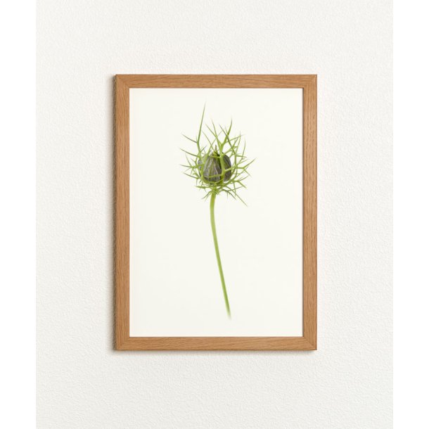 Nr. 32A: Hvid Nigella, knop
