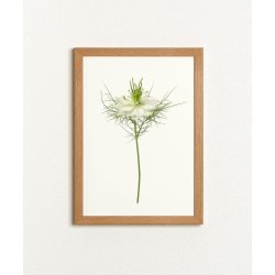 Nr. 32B: Hvid Nigella, blomst