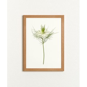 Nr. 32B: Hvid Nigella, blomst