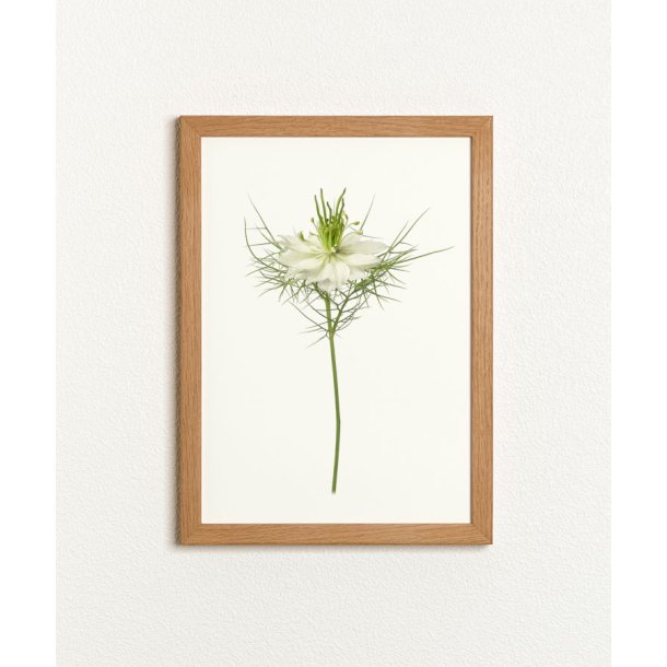 Nr. 32B: Hvid Nigella, blomst