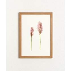 Nr. 33: Fersken pileurt
