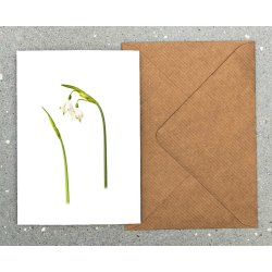 Nr. 02: Dorthealilje