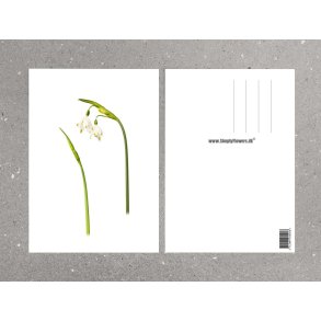 Nr. 02: Dorthealilje