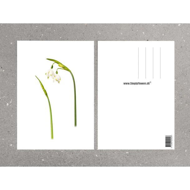 Nr. 02: Dorthealilje