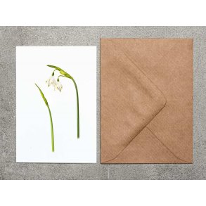 Nr. 02: Dorthealilje