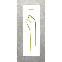 Nr. 02: Dorthealilje