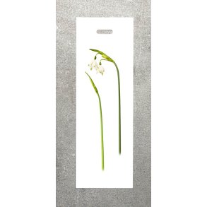 Nr. 02: Dorthealilje