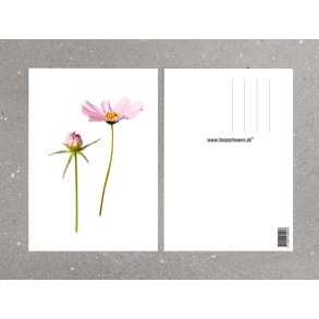 Nr. 03: Stolt kavaler