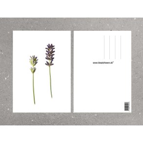 Nr. 04: Lavendel