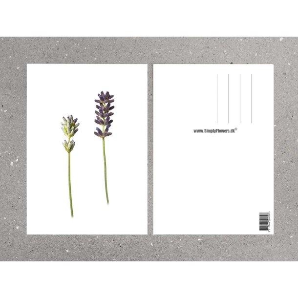 Nr. 04: Lavendel