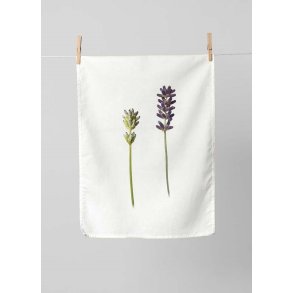 Nr. 04: Lavendel