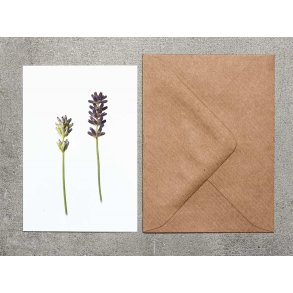 Nr. 04: Lavendel