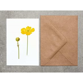 Nr. 05: Sm�rblomst