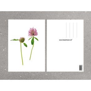 Nr. 06: R�dkl�ver