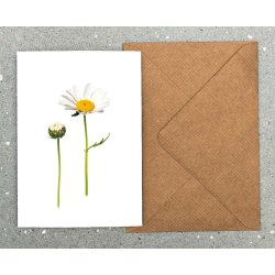 Nr. 08: Marguerit