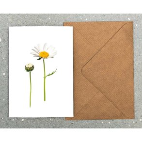 Nr. 08: Marguerit
